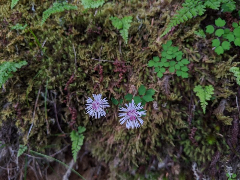 Thalictrum rubescens, photographed by Cheng-Te Hsu