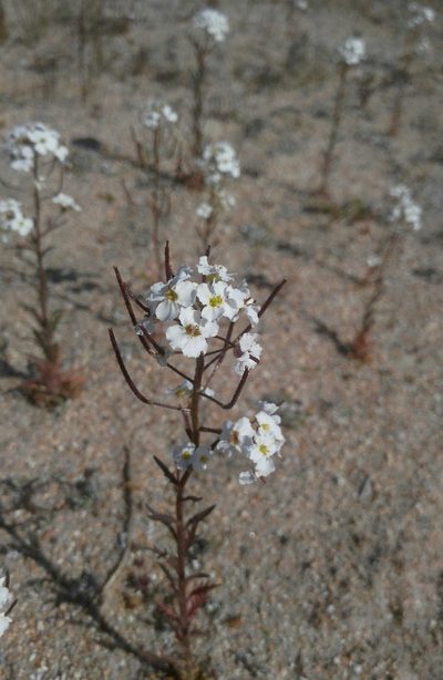 Dontostemon pinnatifidus, photographed by Юлия