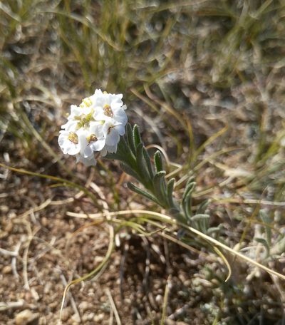 Stevenia tenuifolia, photographed by Юлия