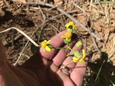 Senecio wootonii, photographed by CK2AZ