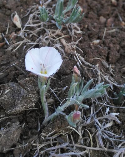 Convolvulus ammannii, photographed by Юлия
