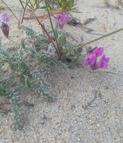 Oxytropis lanata, photographed by Юлия