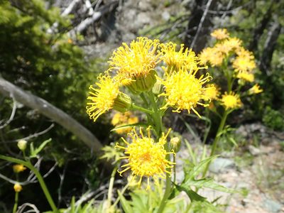Cacaliopsis nardosmia, photographed by John Brew