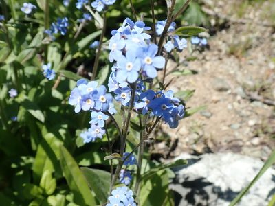 Hackelia micrantha, photographed by John Brew