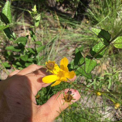 Coreopsis verticillata, photographed by Becky Dill
