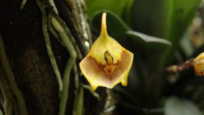 Masdevallia floribunda, photographed by Victor De la Cruz