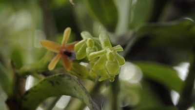 Epidendrum cardiophorum, photographed by Victor De la Cruz