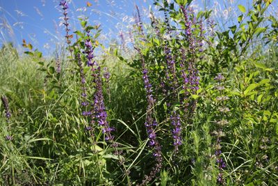 Salvia dumetorum, photographed by Фая Баландина