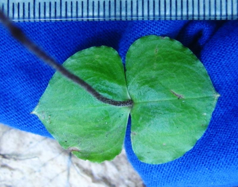 Neottia smallii, photographed by Ken Kneidel