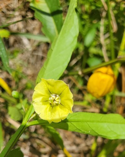 Physalis angustifolia, photographed by Laura Gaudette