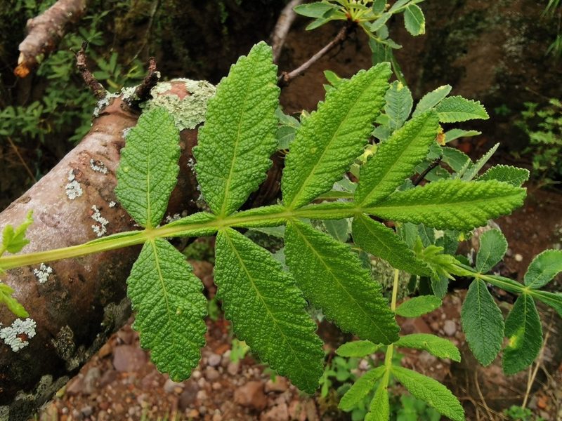 Bursera cuneata, photographed by Juan Carlos Pérez Magaña
