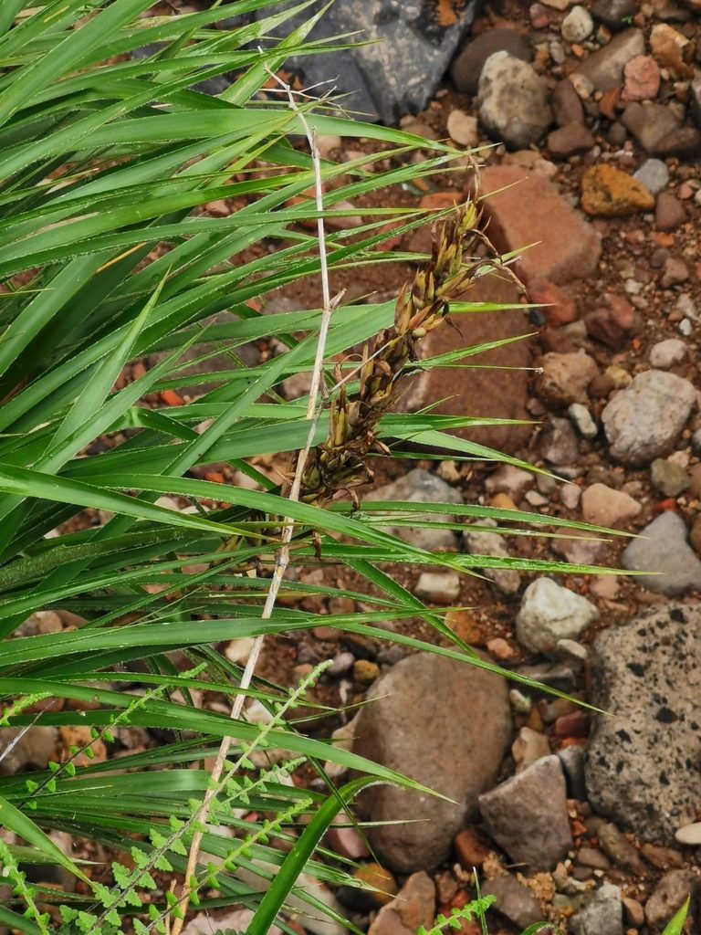Pitcairnia vallisoletana, photographed by Juan Carlos Pérez Magaña