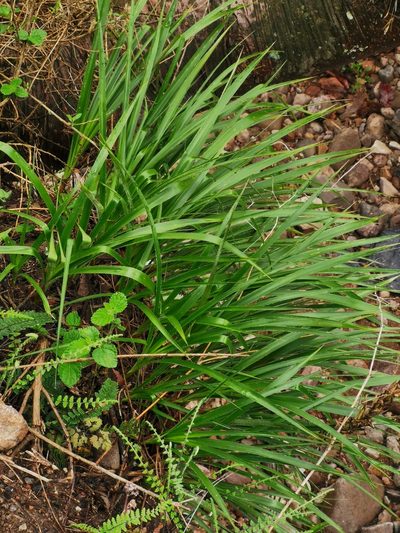 Pitcairnia vallisoletana, photographed by Juan Carlos Pérez Magaña