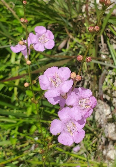 Agalinis harperi, photographed by Laura Gaudette