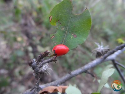 Erythroxylum rotundifolium, photographed by Eugenio Padilla