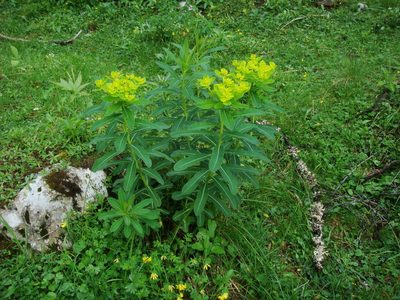 Euphorbia austriaca, photographed by Christian Berg