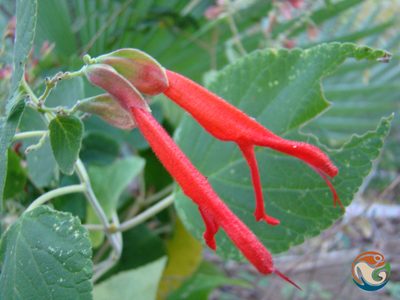 Salvia pubescens, photographed by Eugenio Padilla