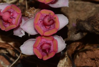 Euphorbia khandallensis, photographed by S.MORE