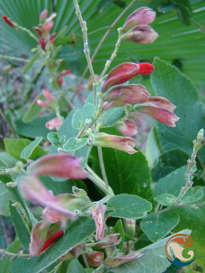 Salvia pubescens, photographed by Eugenio Padilla