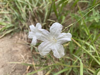 Ruellia metziae, photographed by Reid Hardin
