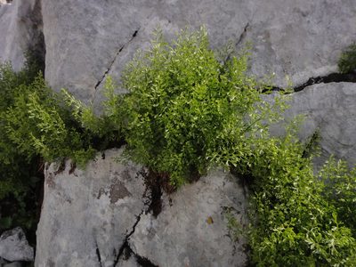 Asplenium fissum, photographed by Christian Berg