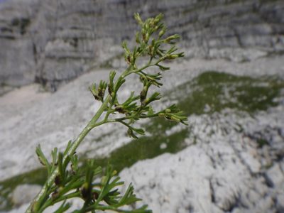 Asplenium fissum, photographed by Christian Berg