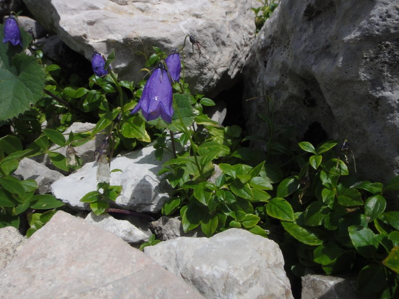 Campanula pulla, photographed by Christian Berg