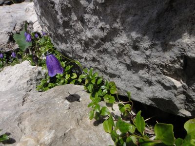 Campanula pulla, photographed by Christian Berg