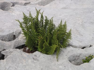 Dryopteris villarii, photographed by Christian Berg