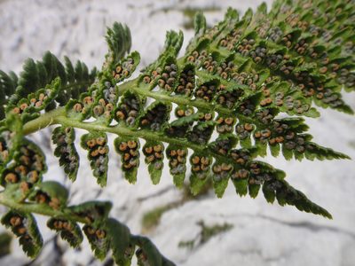 Dryopteris villarii, photographed by Christian Berg