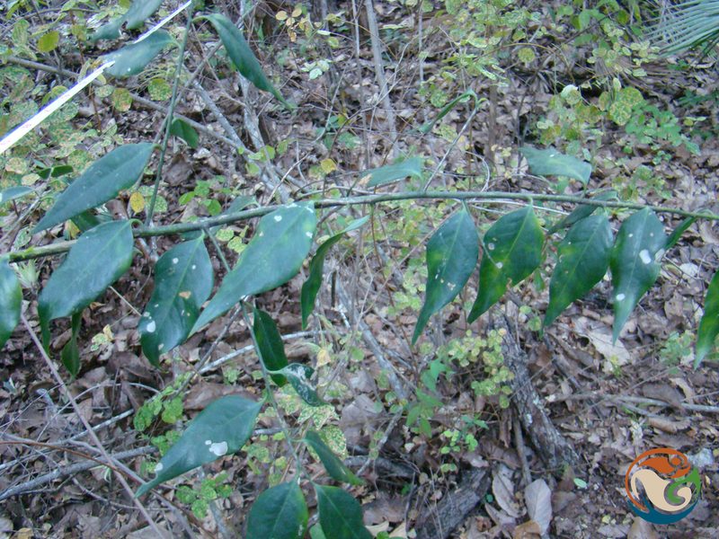 Agonandra racemosa, photographed by Eugenio Padilla