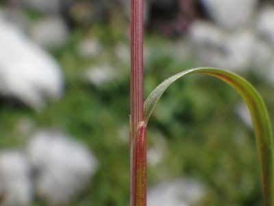 Festuca norica, photographed by Christian Berg