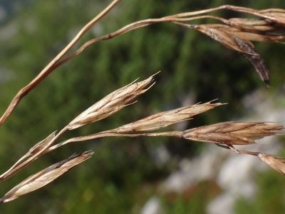 Festuca norica, photographed by Christian Berg