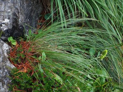Festuca norica, photographed by Christian Berg