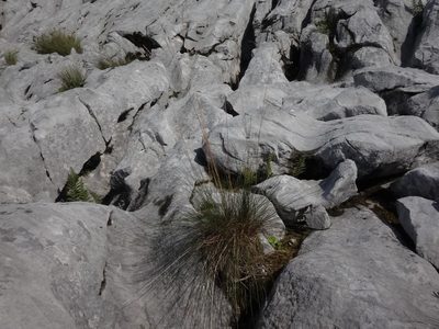 Festuca norica, photographed by Christian Berg