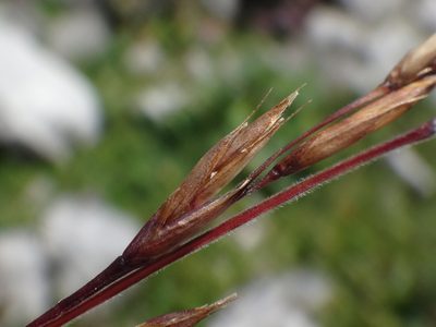 Festuca norica, photographed by Christian Berg