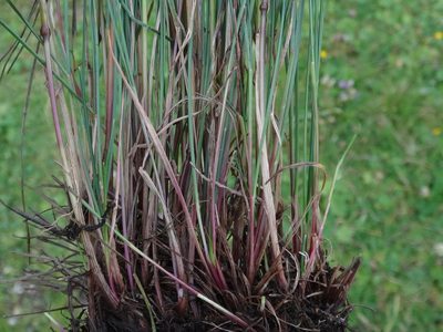 Festuca norica, photographed by Christian Berg