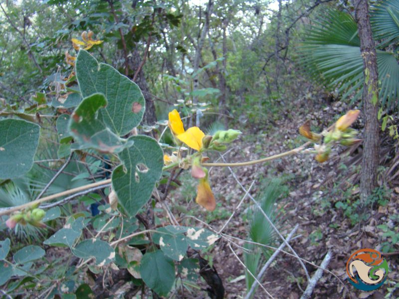 Rhynchosia edulis, photographed by Eugenio Padilla