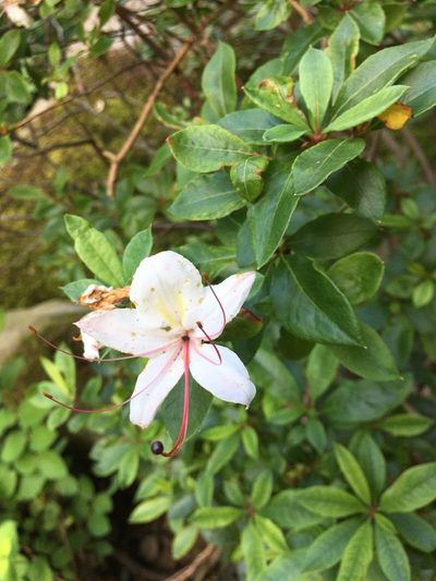 Rhododendron arborescens, photographed by Hannah Jones