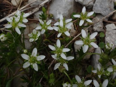 Moehringia ciliata, photographed by Christian Berg