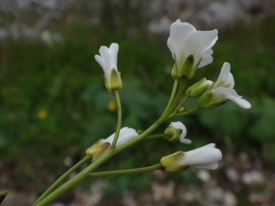 Arabis pumila, photographed by Christian Berg