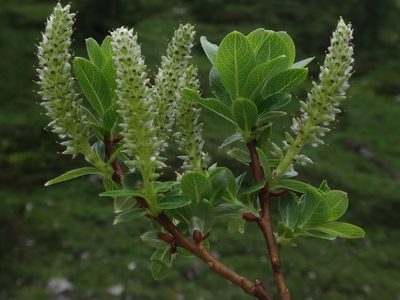 Salix waldsteiniana, photographed by Christian Berg