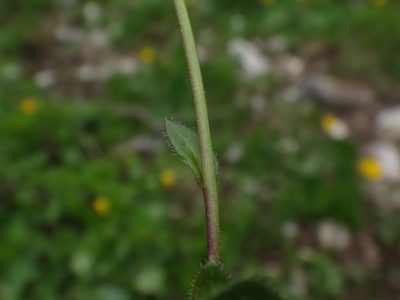 Arabis pumila, photographed by Christian Berg
