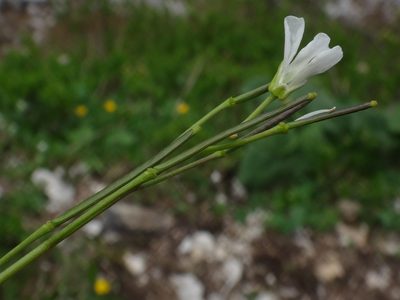 Arabis pumila, photographed by Christian Berg
