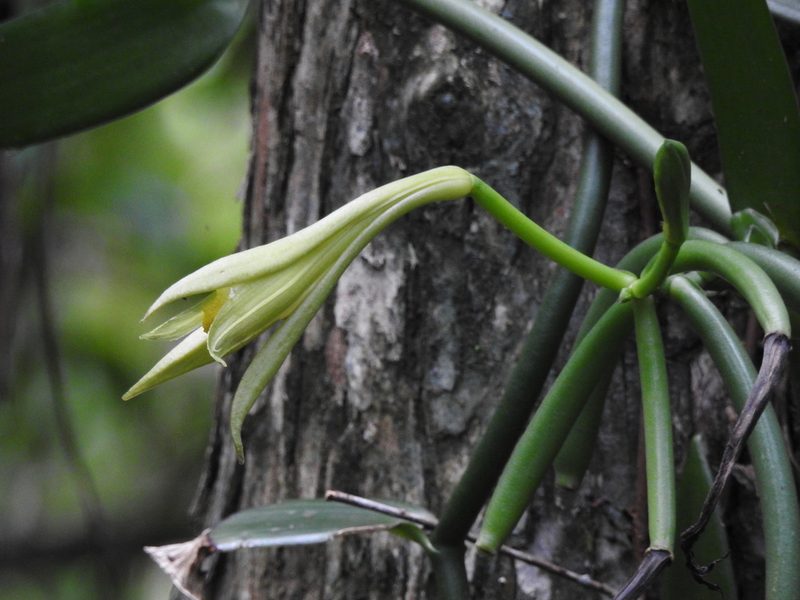 Vanilla phaeantha, photographed by Laura Gaudette