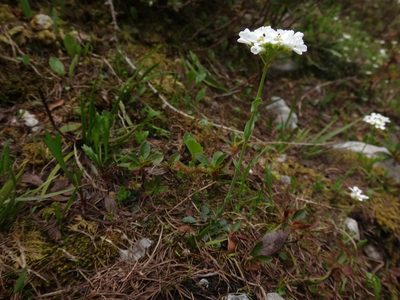 Noccaea alpestris, photographed by Christian Berg