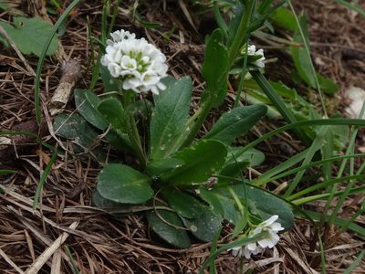 Arabis ciliata, photographed by Christian Berg