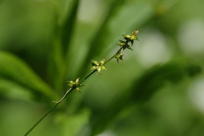 Carex rosea, photographed by Paul Prior