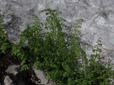 Cystopteris alpina, photographed by Christian Berg