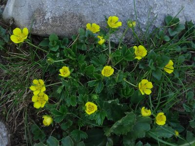 Potentilla brauneana, photographed by Christian Berg